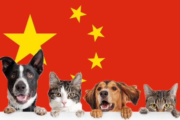 Perros y gatos ya no serán comidos en China por ley.