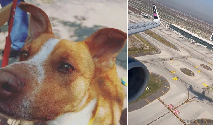 Uno de los perros capturados y el avión cuando no pudo aterrizar en el AIFA.