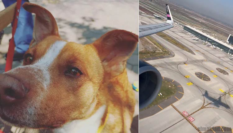 Uno de los perros capturados y el avión cuando no pudo aterrizar en el AIFA.