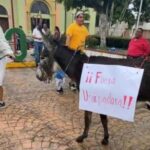 Burro en la manifestación.