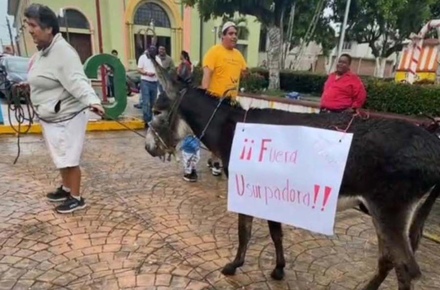 Burro en la manifestación.