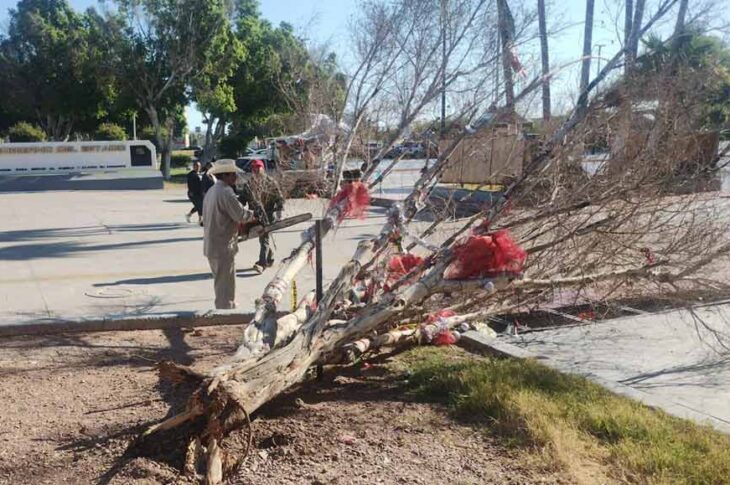 Árbol de desaparecidos en Mexicali. Foto: MF Noticias Mexicali.