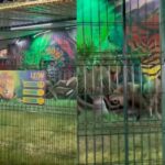 León en las Fiestas del Sol.