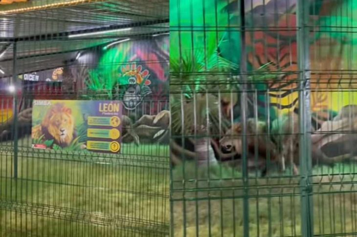 León en las Fiestas del Sol.
