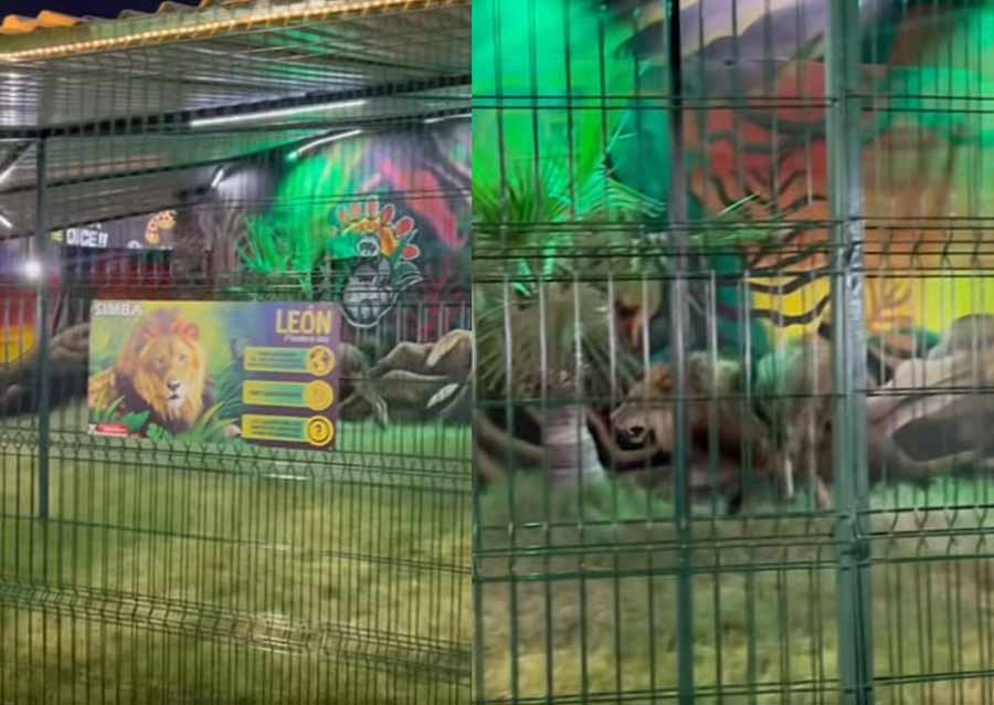 León en las Fiestas del Sol.