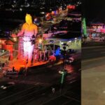 Cochinero chino. Fotos: MF Noticias Mexicali.