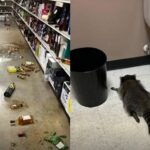 El rasto de la borrachera y el mapache embriagado.