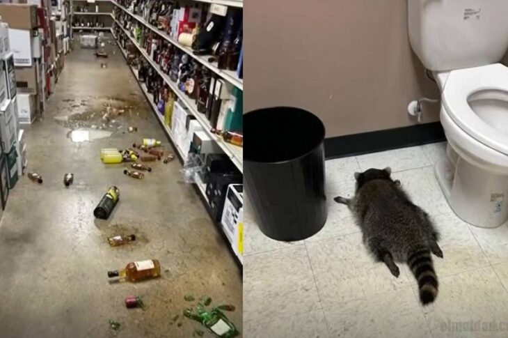 El rasto de la borrachera y el mapache embriagado.