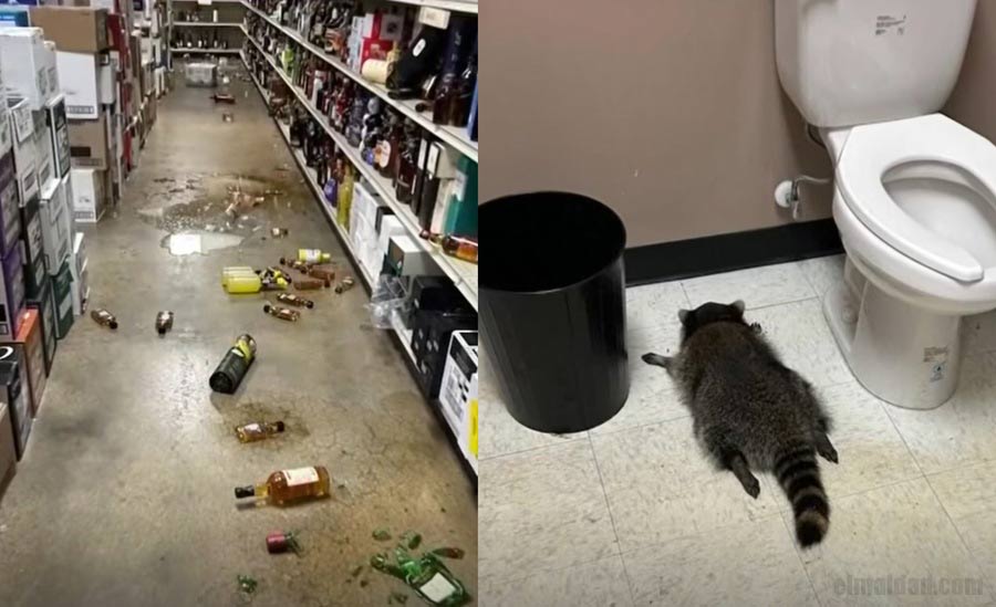 El rasto de la borrachera y el mapache embriagado.